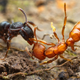 Image for article titled Macrophotographs of ant warfare are downright epic